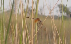 Trithemis monardi
