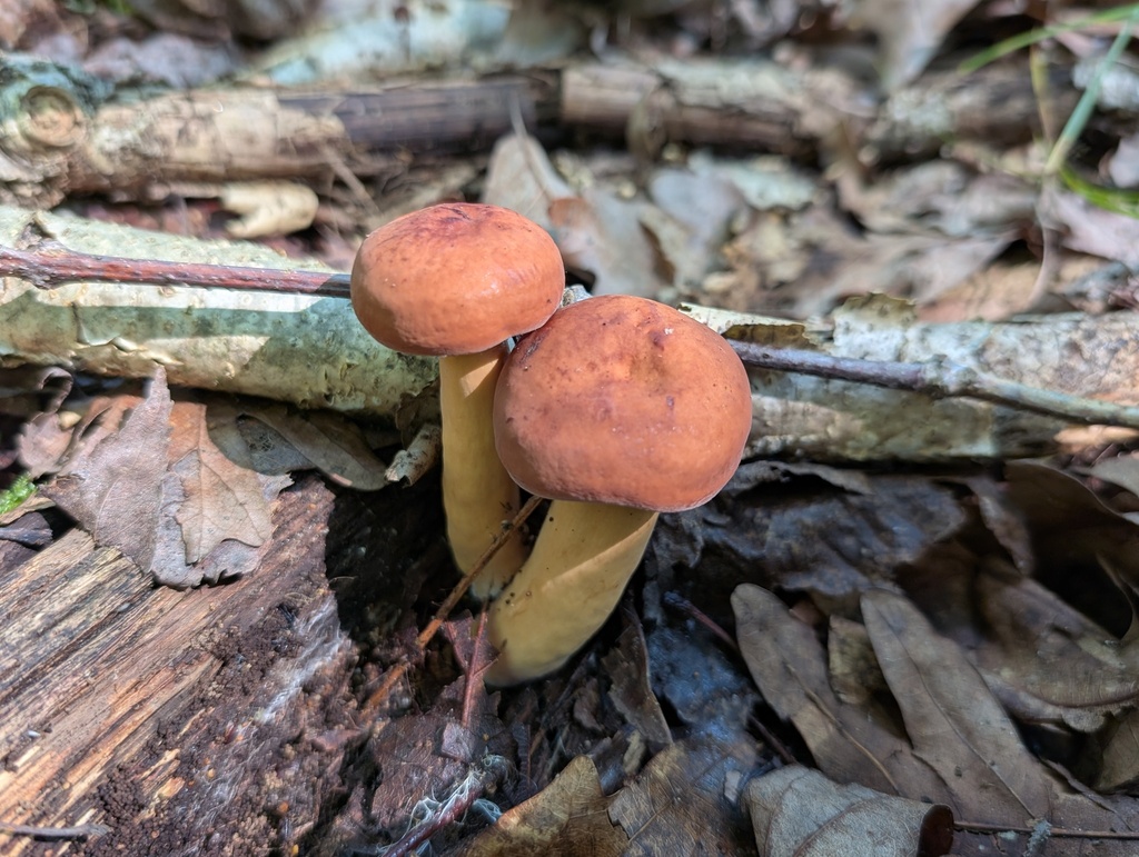 Lactifluus sp. 'volemus-IN01'