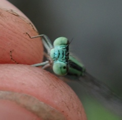 Pseudagrion coeleste coeleste