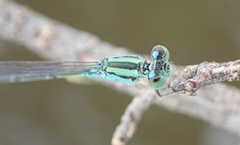 Pseudagrion coeleste coeleste