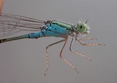Pseudagrion coeleste coeleste