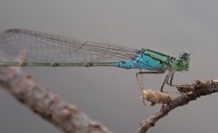 Pseudagrion coeleste coeleste