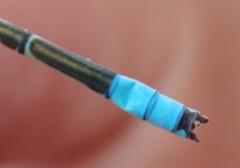 Pseudagrion coeleste coeleste