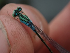 Pseudagrion coeleste coeleste