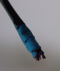 Pseudagrion coeleste coeleste