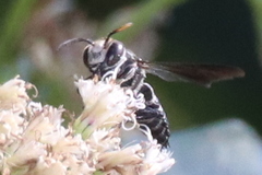 Coelioxys dolichos