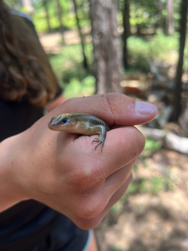iNaturalist observation photo of Gilbert's Skink