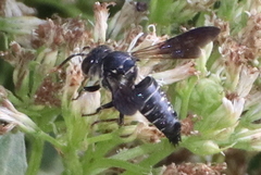 Coelioxys dolichos