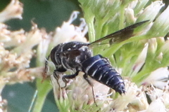 Coelioxys dolichos
