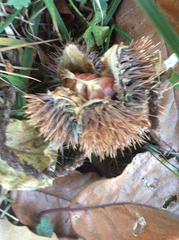 Castanea sativa