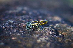 Ranitomeya variabilis