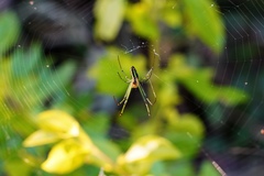 Leucauge blanda
