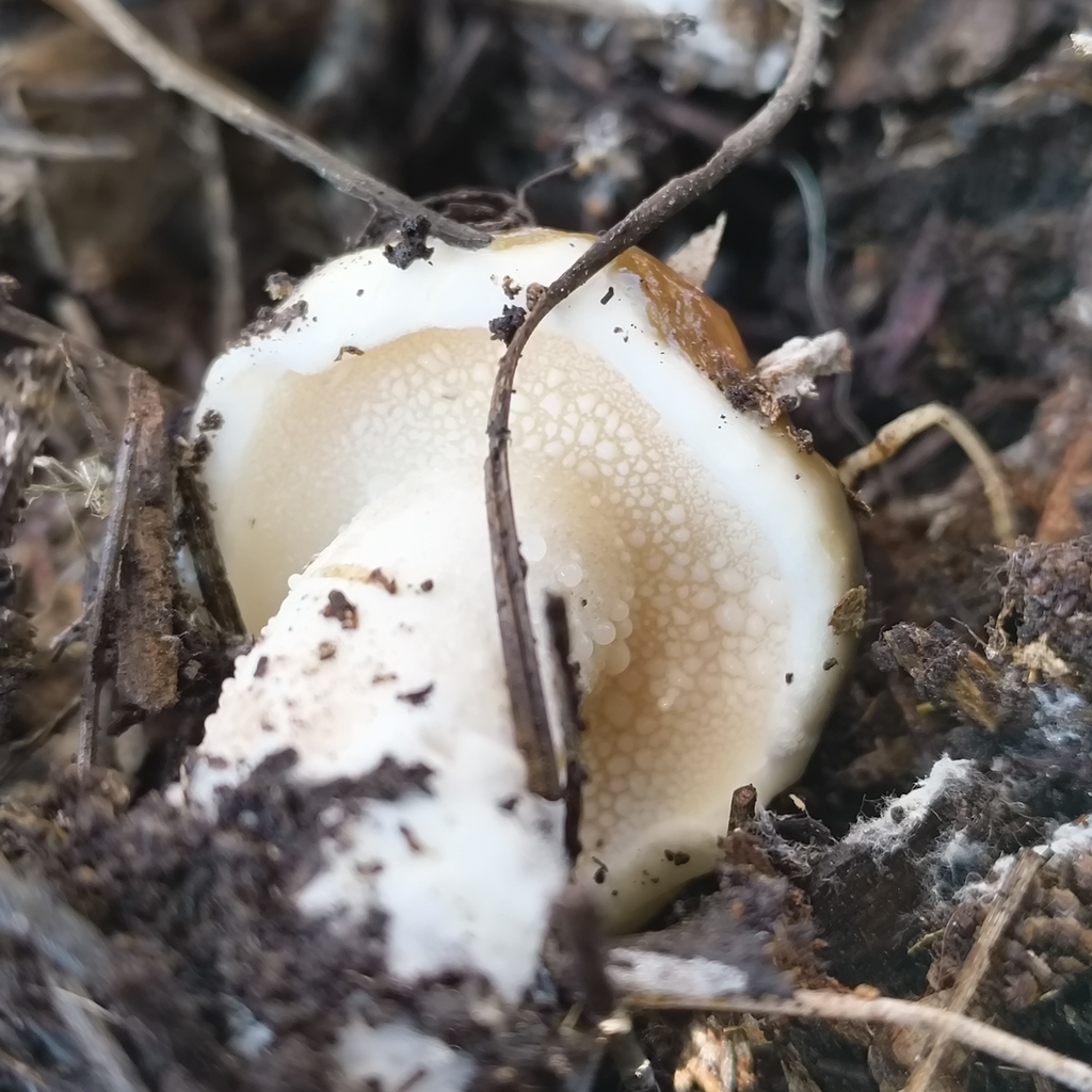 Suillus pungens · July 2025 · photo: © zedt (iNaturalist, cc-by)