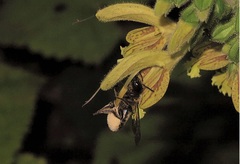 Megachile ligniseca