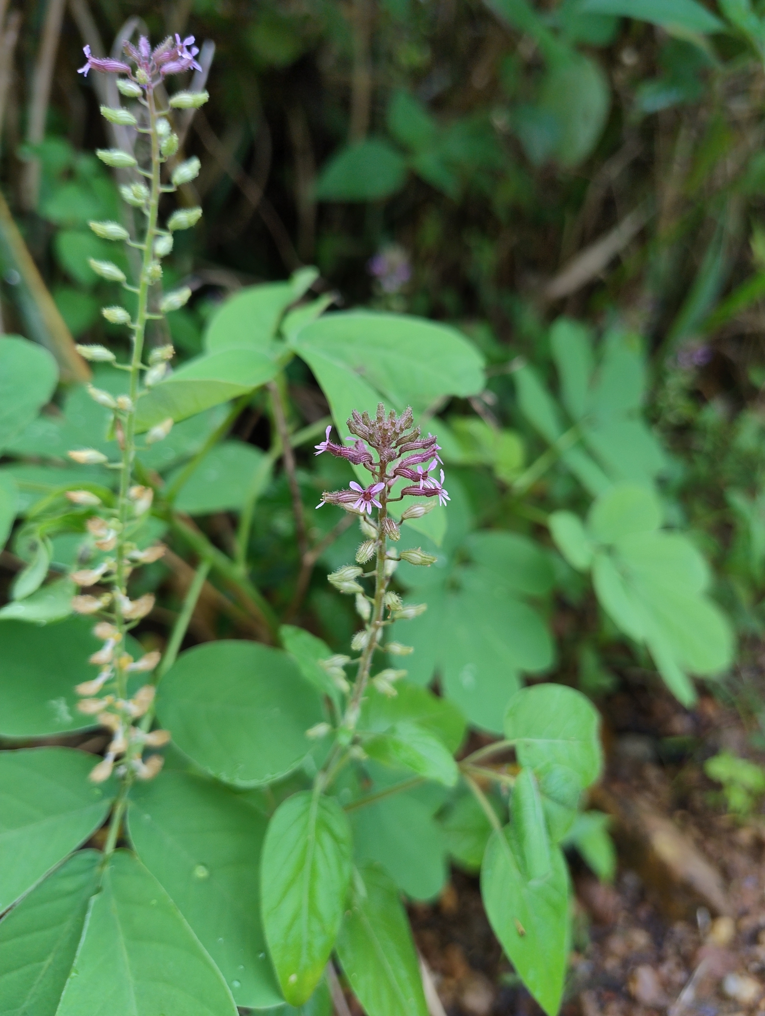 Cuphea circaeoides