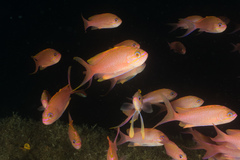 Anthias anthias