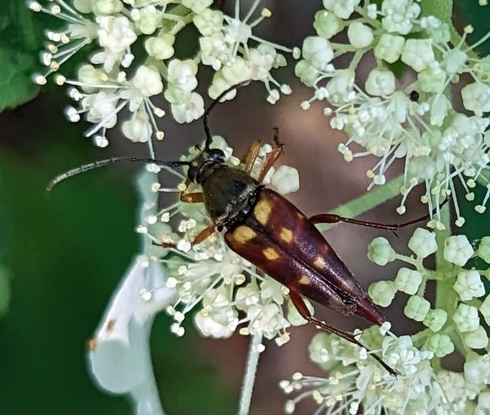 Typocerus deceptus