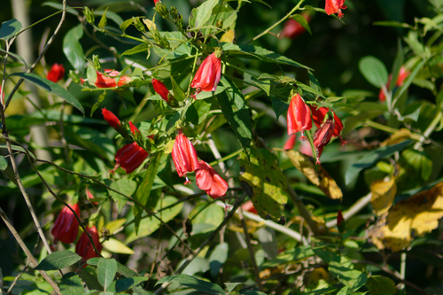 Malvaviscus penduliflorus