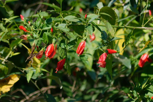 Malvaviscus penduliflorus
