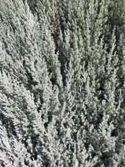 Juniperus scopulorum