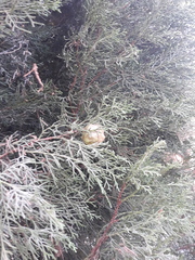 Cupressus sempervirens