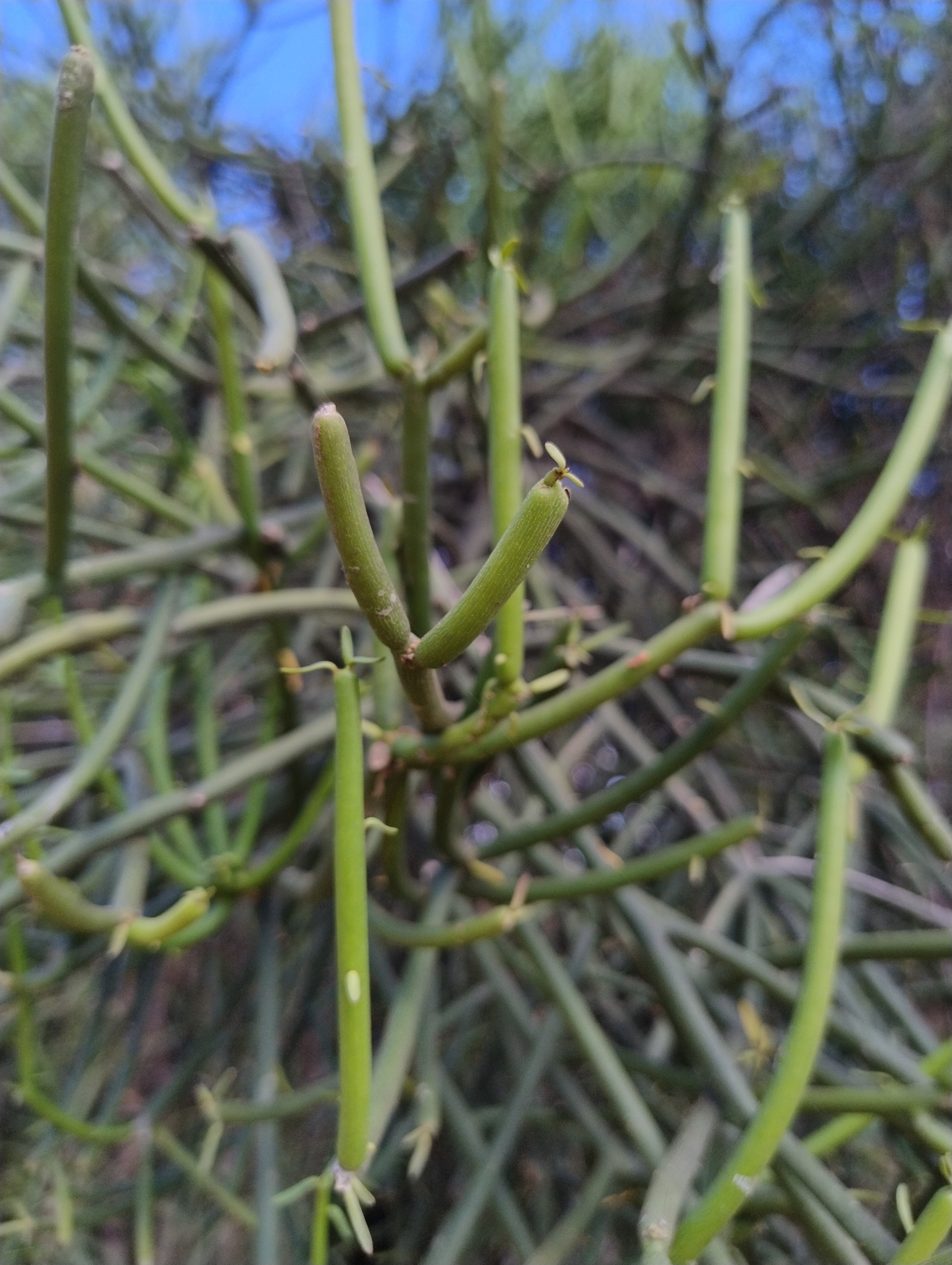 Euphorbia tirucalli