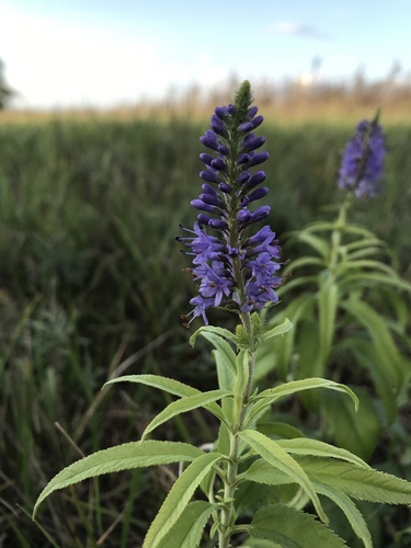 Long-leaved Speedwell