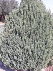 Juniperus scopulorum