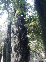 Cupressus sempervirens