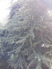 Cedrus deodara