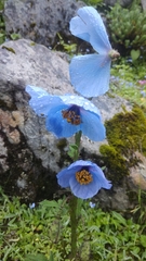 Meconopsis aculeata