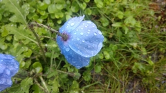 Meconopsis aculeata