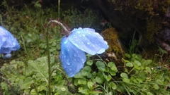 Meconopsis aculeata