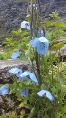 Meconopsis aculeata