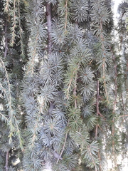 Cedrus atlantica
