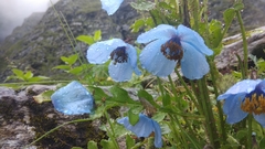 Meconopsis aculeata