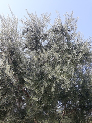 Olea europaea
