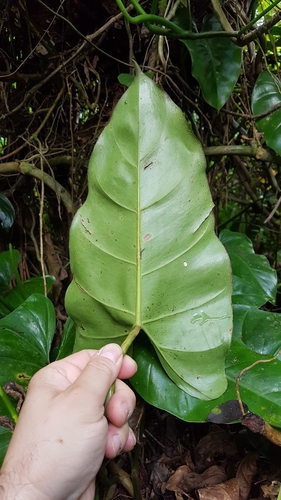 Philodendron appendiculatum, photograph 3