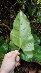 Philodendron appendiculatum, photograph (c) Celso Henrique Varela Rios, some rights reserved (CC BY)