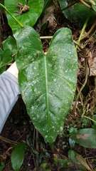 Philodendron appendiculatum, photograph (c) Celso Henrique Varela Rios, some rights reserved (CC BY)