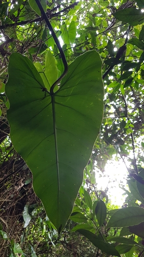 Philodendron appendiculatum, photograph 5