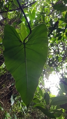 Philodendron appendiculatum, photograph (c) Celso Henrique Varela Rios, some rights reserved (CC BY)