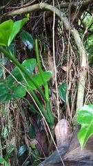 Philodendron appendiculatum, photograph (c) Celso Henrique Varela Rios, some rights reserved (CC BY)