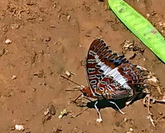 Charaxes brutus natalensis