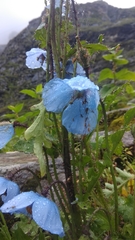Meconopsis aculeata