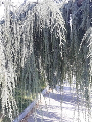 Cedrus atlantica