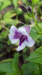 Asystasia gangetica