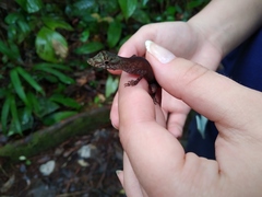 Anolis maculiventris