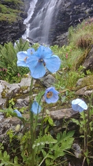 Meconopsis aculeata