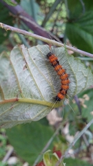 Lepidoptera